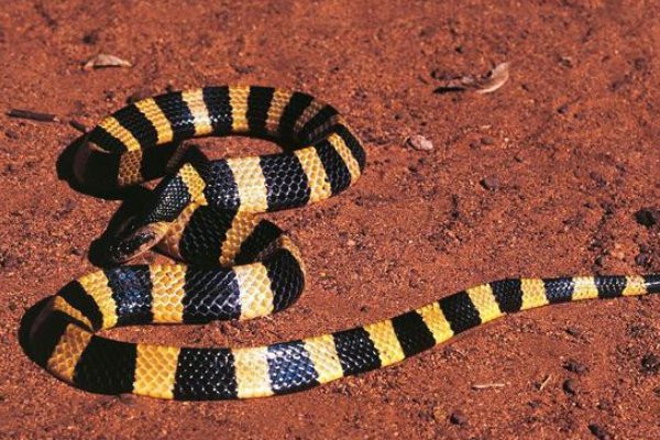 农村十大毒蛇都是哪些？