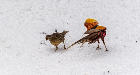 追的拼音怎么读