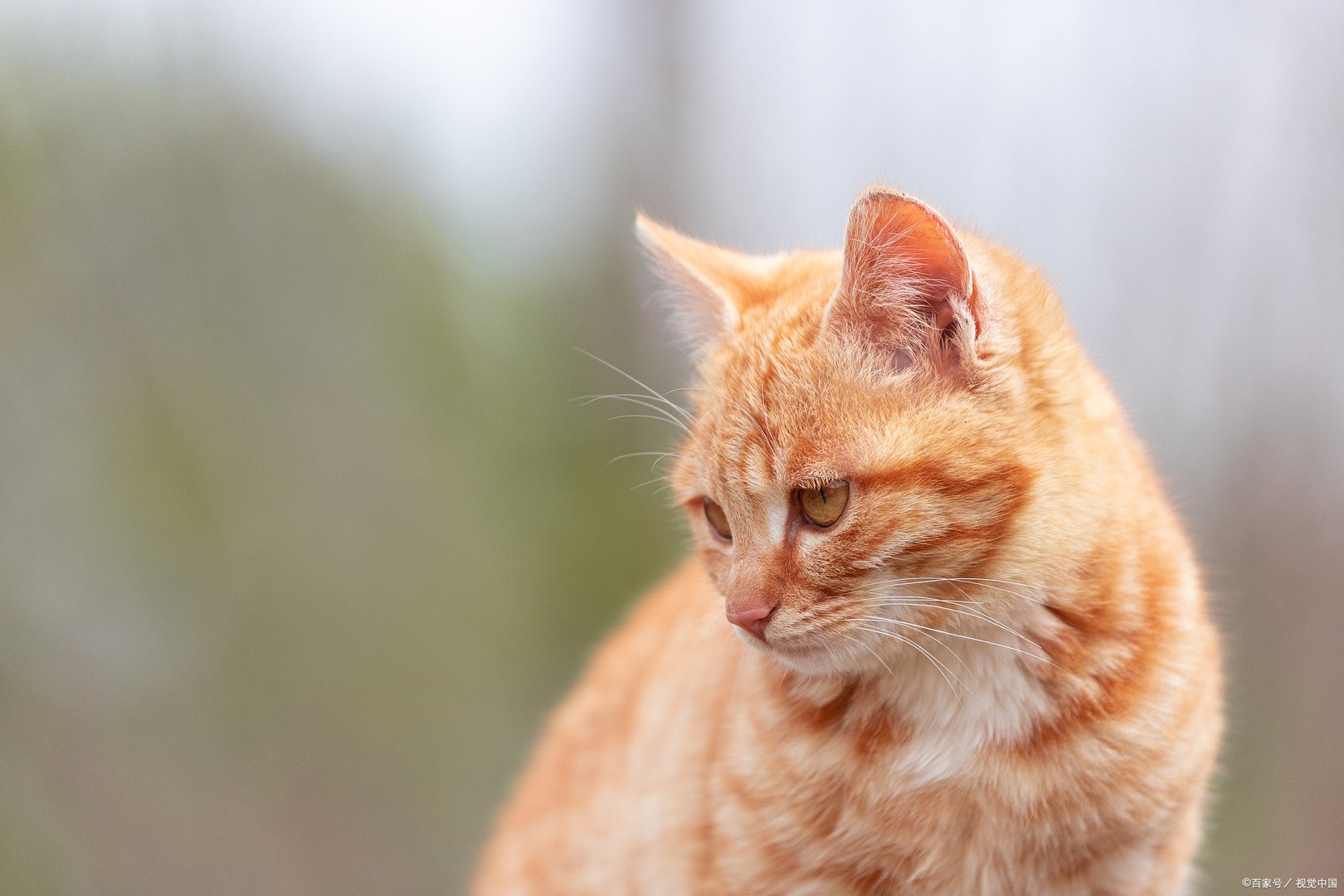茶杯猫的价格平均是多少，茶杯小猫几元一只呢？