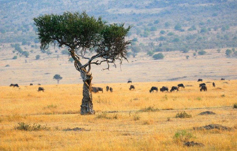 非洲经典电影有哪些
