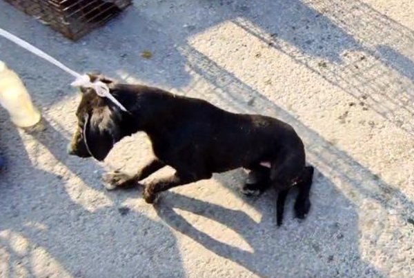 生托死拽是什么意思