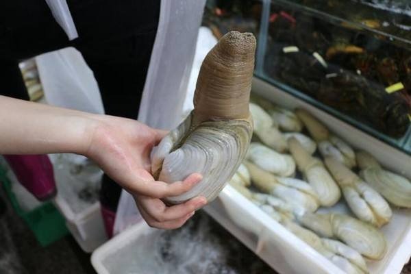 象拔蚌可以放在冰箱里面吗