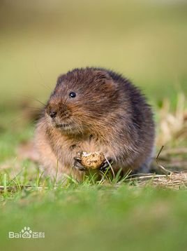 根田鼠的防治方法