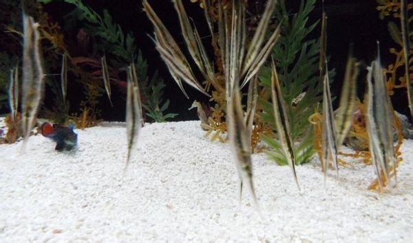 刀片鱼因什么得名？