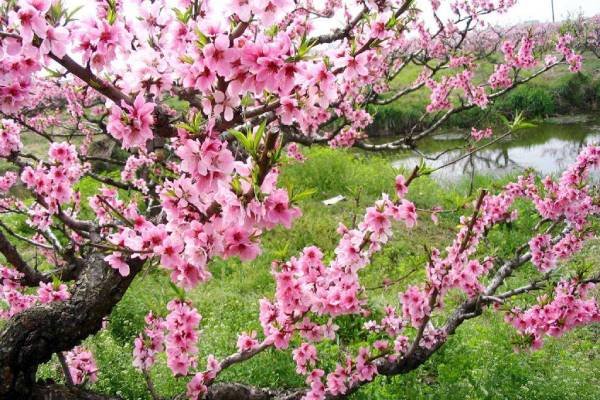 “三月三农暴日发桃花水”，这句话指的是什么？