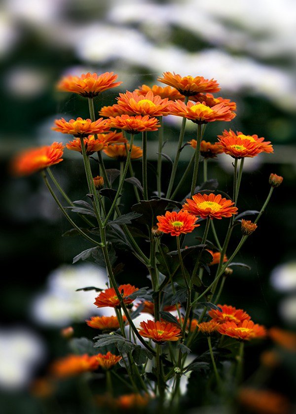 花漫的连载作品