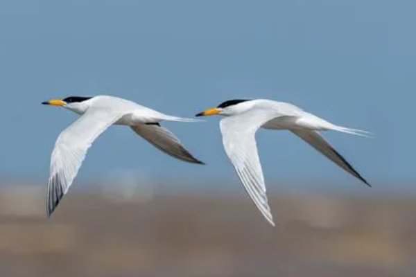 比翼双飞什么意思