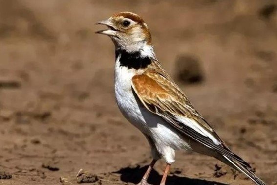 百的笔顺怎么写