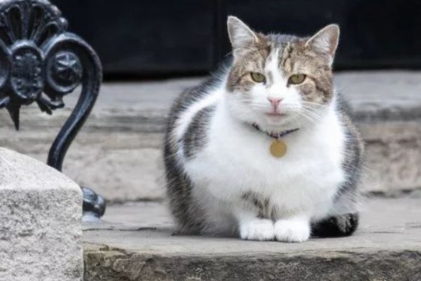 为什么把猫命名为「大臣」？