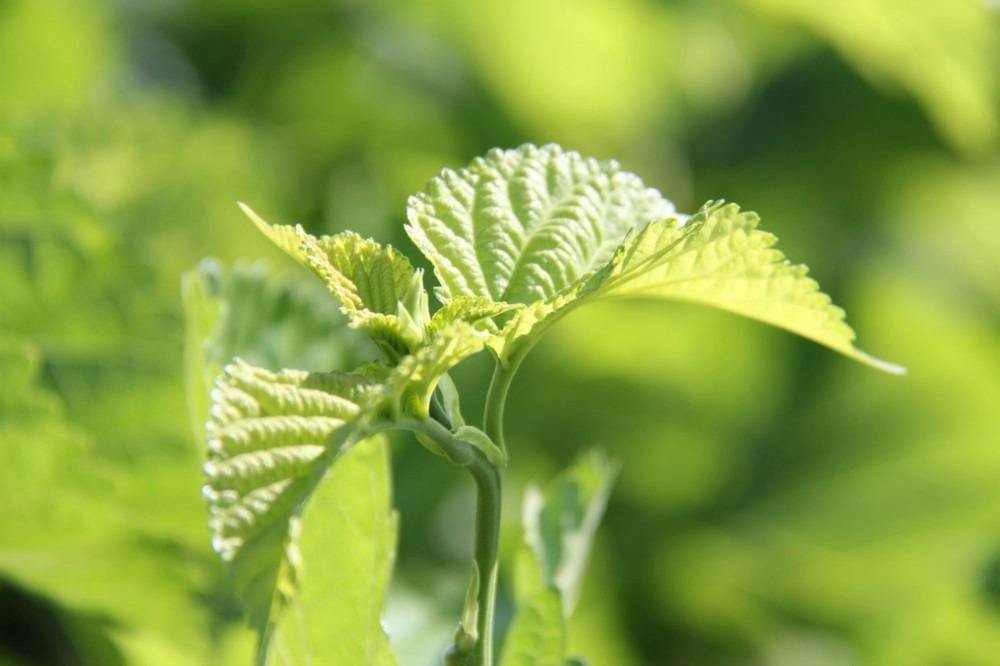 温柔的柔怎么写