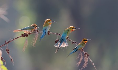 追的拼音怎么读