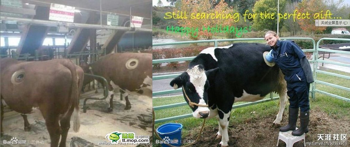 为什么要活牛掏胃