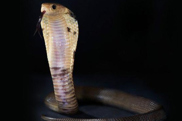 农村十大毒蛇都是哪些？