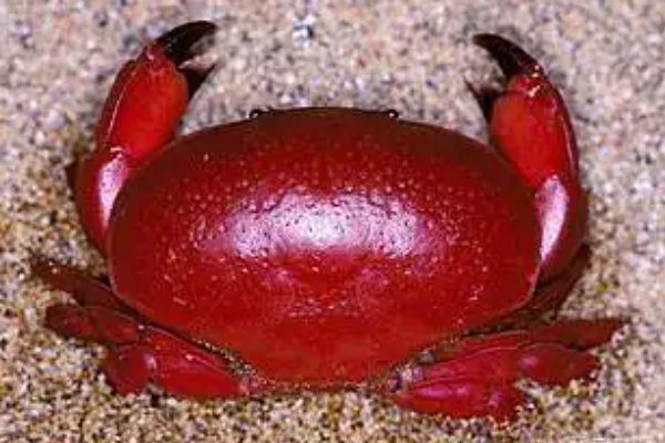 世界最危险的四大螃蟹