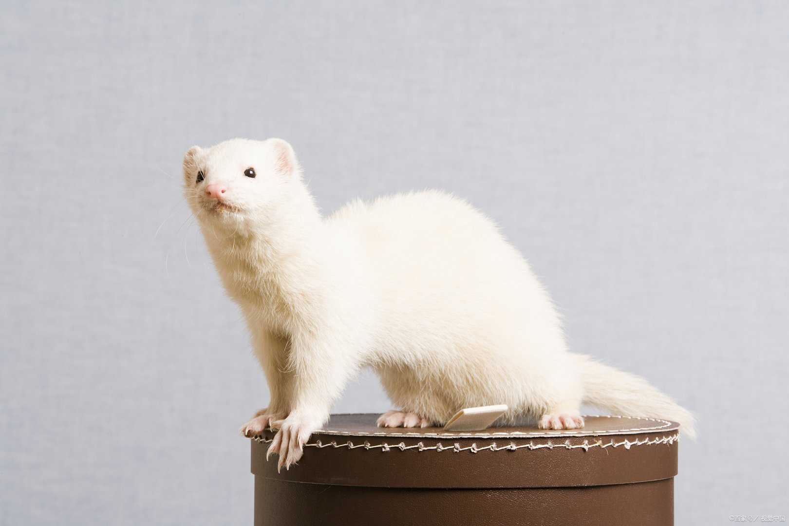 雪貂可是个金贵的小东西，你知道它多少钱吗？