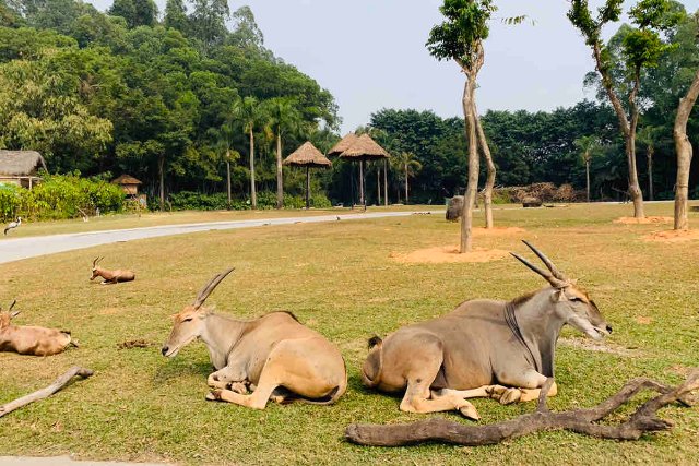 中国最大的动物园