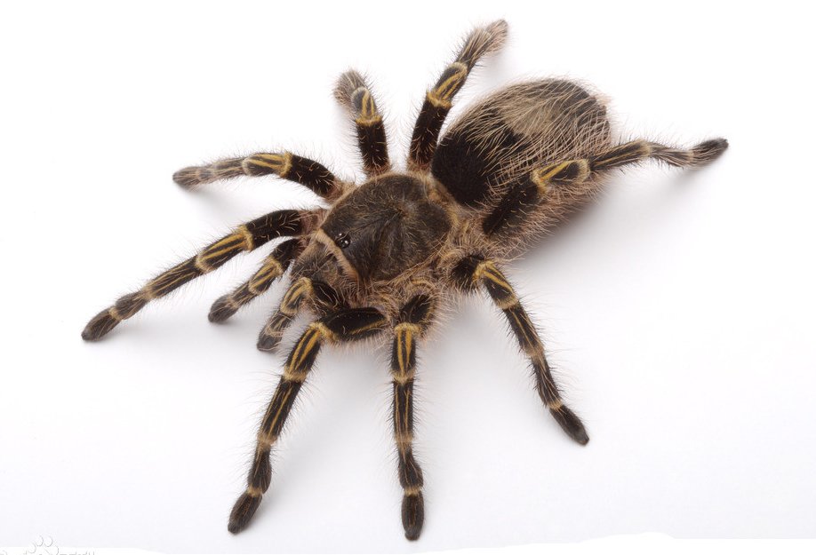 为什么房子里总会有蜘蛛