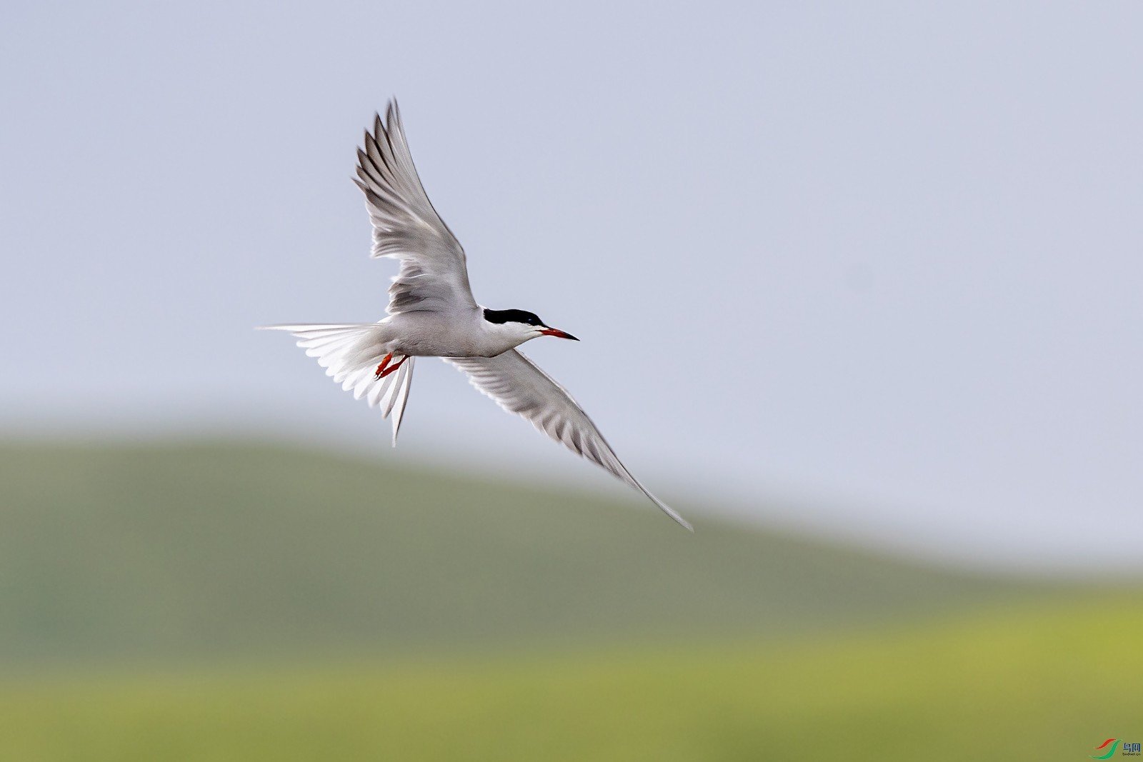 flying什么意思英语