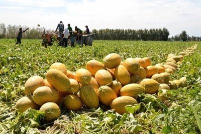 王婆卖瓜自卖自夸是什么瓜