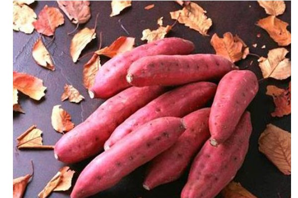 红薯能重茬种植吗？