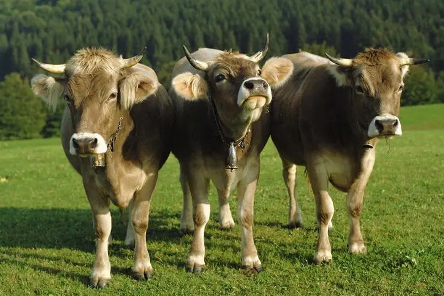 膘字有什么组词