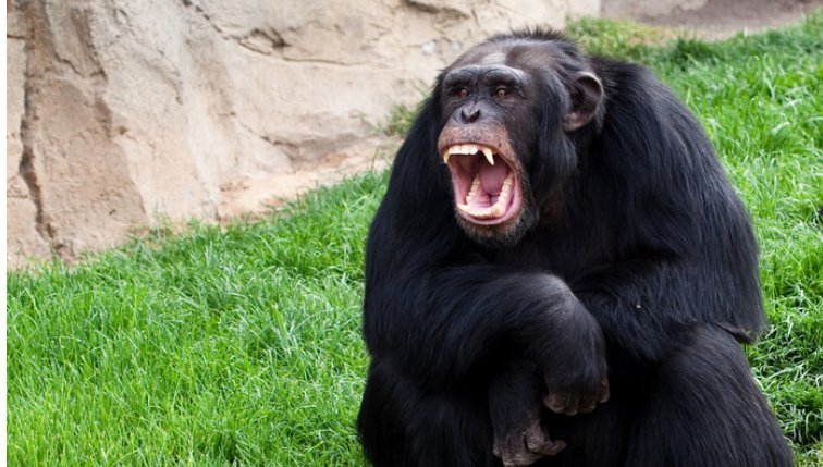 笑声造句一年级简单