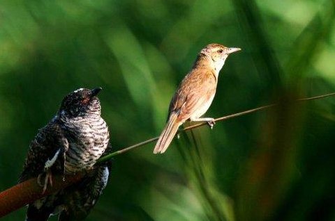 四更子规啼的意思？