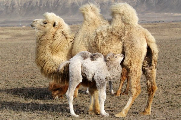 冬阳童年骆驼队