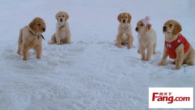 雪狗兄弟的介绍