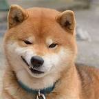 微笑狗是什么？