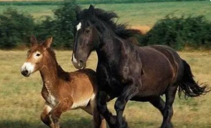 驴马是怎么配对