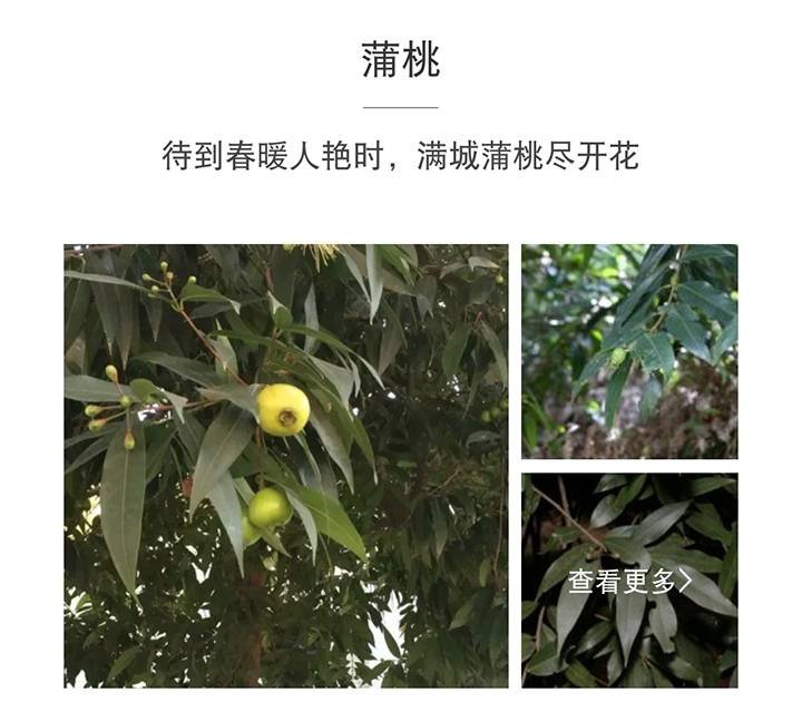 这个是什么，可以吃吗