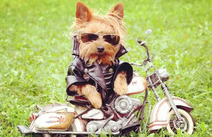 逃吧挚爱网络用语