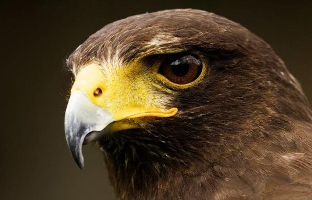 什么是尖利?什么是锋利?