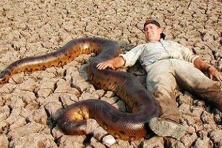 鳄鱼怕什么动物？