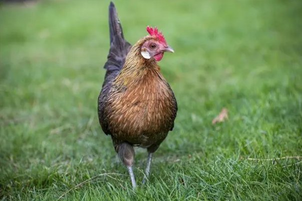 1945属什么生肖年