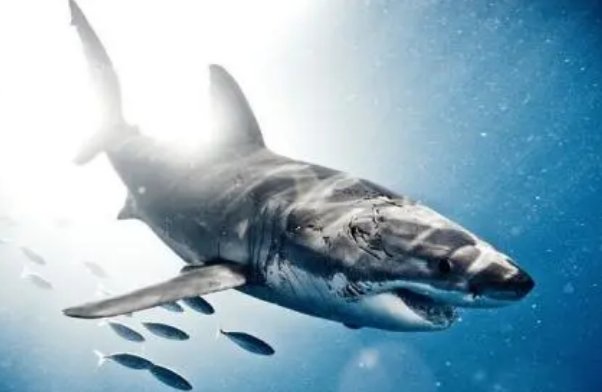 十大经典鲨鱼电影