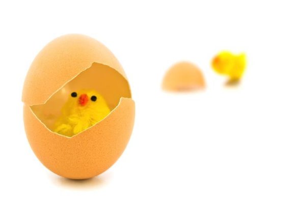 孵的拼音怎么写