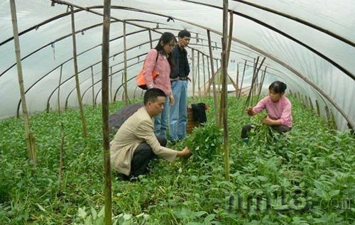 水藤菜的大棚栽培
