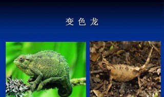 会变颜色的动物 哪些动物有变色的本领