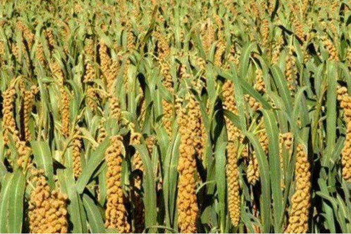 稷的拼音怎么读音