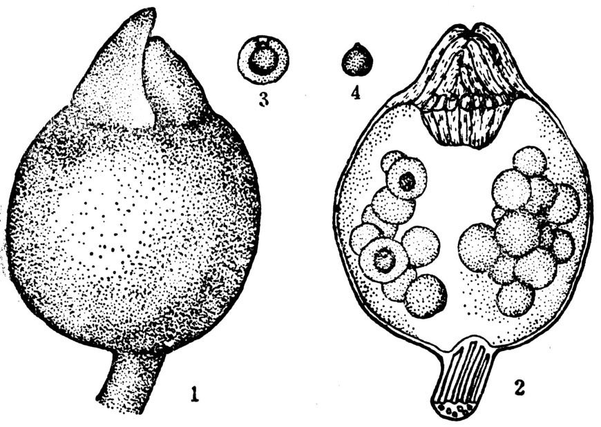 芡实（芡）有哪些特征？
