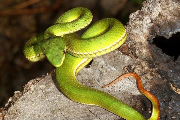 农村十大毒蛇都是哪些？