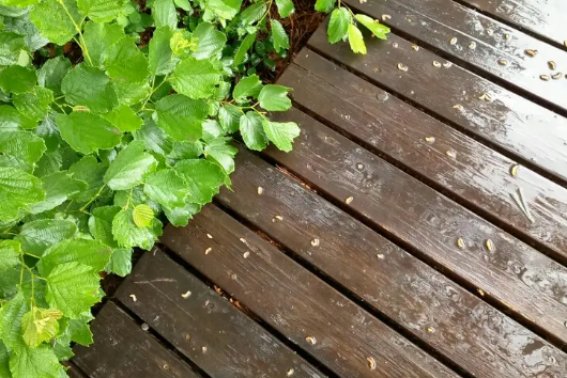 湿漉漉的正确读音