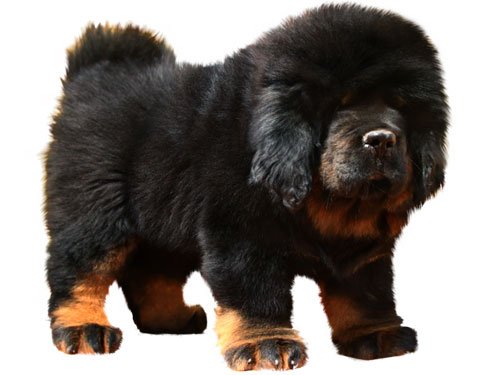 惊天兽打的过老虎吗？