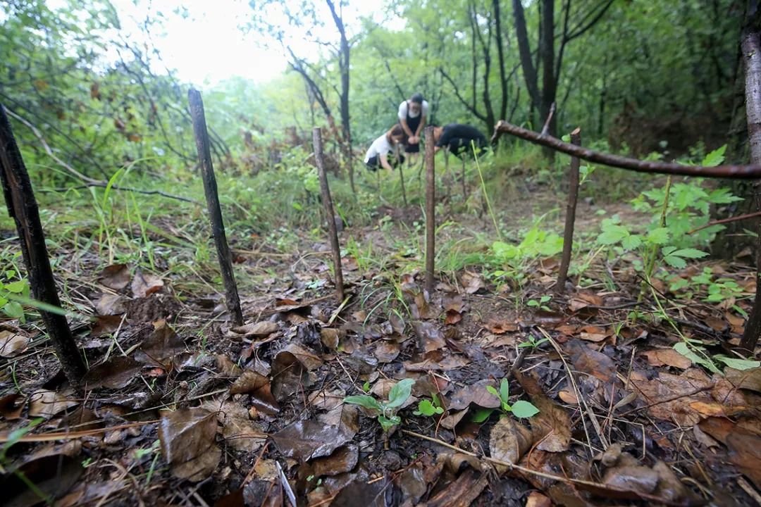 五台山发现极危物种丁香叶忍冬，这种植物有什么特点？