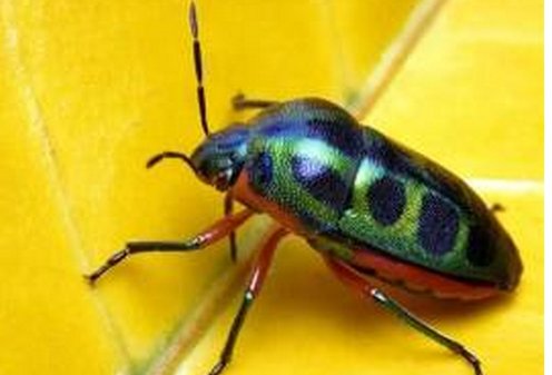 黑甲虫的样子是怎么样的？