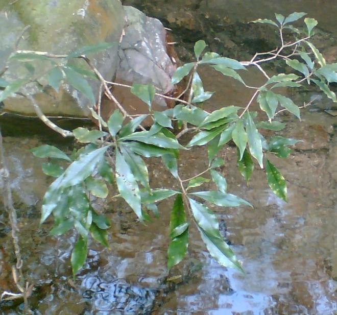 一朵云叶的介绍