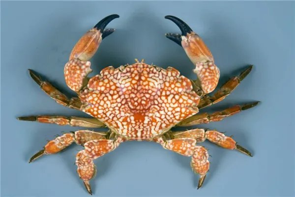 世界最危险的四大螃蟹