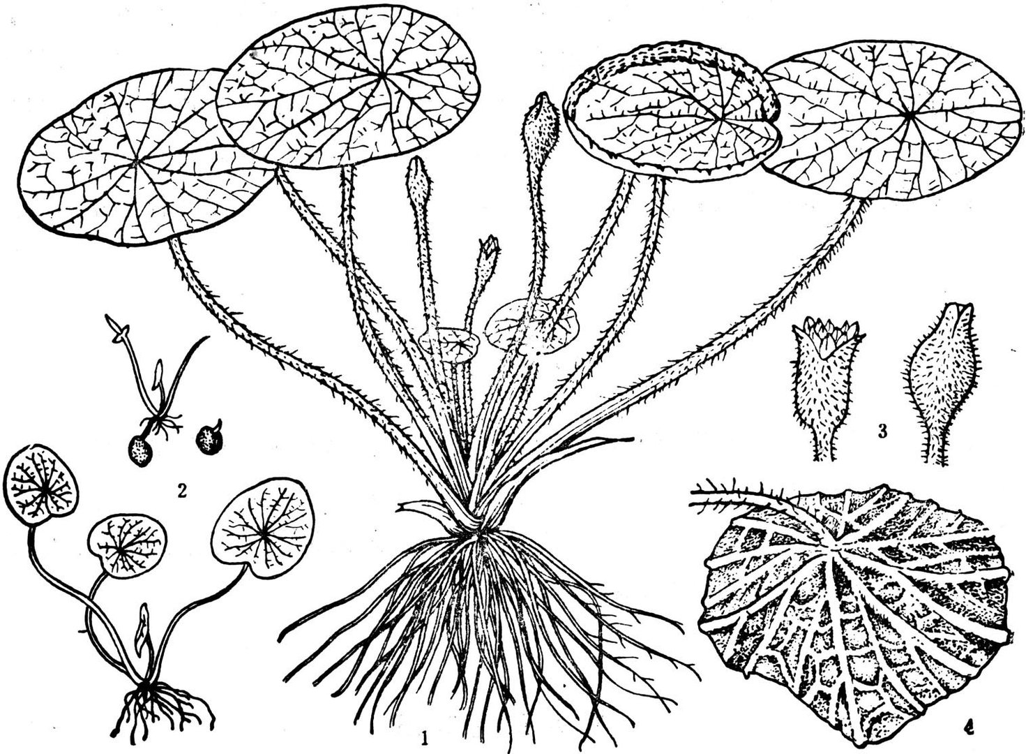 芡实（芡）有哪些特征？
